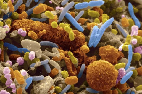 Le microbiome cutané, un éco-système nécessaire pour une peau équilibrée