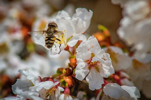 Le miel de Manuka, nectar aux vertus exceptionnelles
