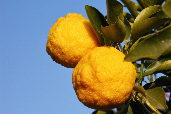C'est quoi le yuzu ? Un agrume d'exception à découvrir