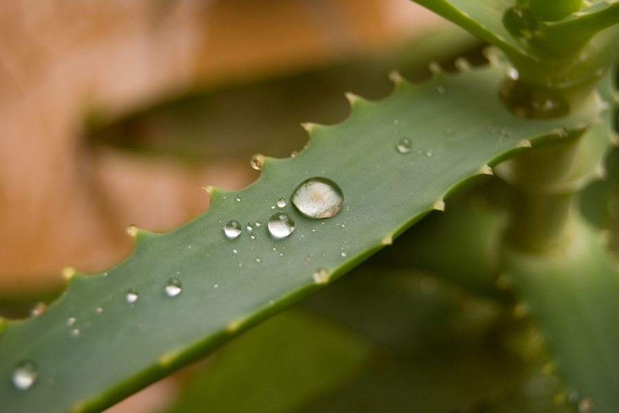 aloe vera anti-inflammatoire