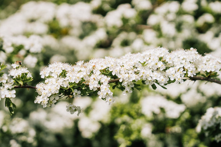 L’aubépine La plante du cœur, du calme et de l’équilibre émotionnel
