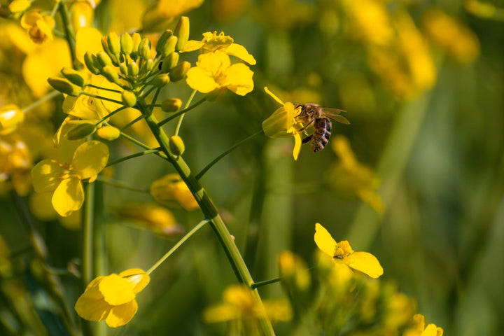 La propolis – L’antibiotique naturel fabriqué par les abeilles