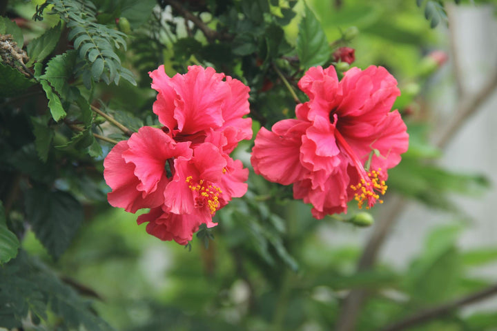 Le bissap (hibiscus)  la boisson aux fleurs qui purifie, rafraîchit et tonifie naturellement