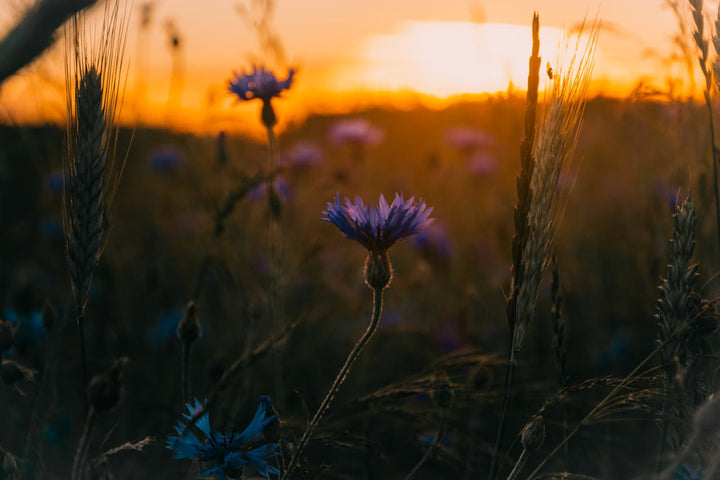 Le bleuet – La fleur des yeux fatigués et de la peau sensible