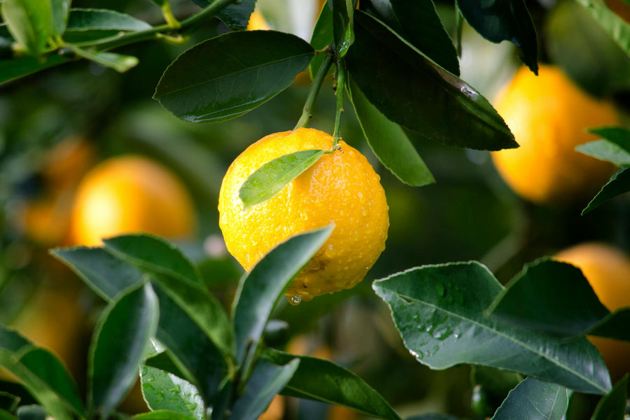Le yuzu  l’agrume japonais aux mille bienfaits pour la peau, l’humeur et l’immunité