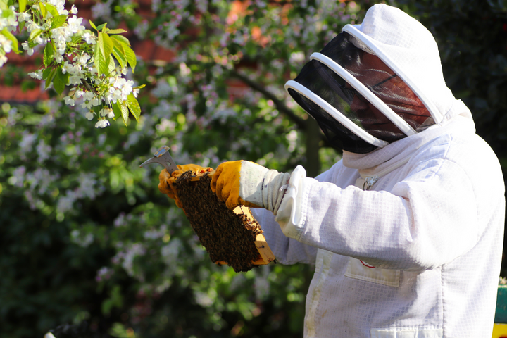 Le miel de manuka est cher