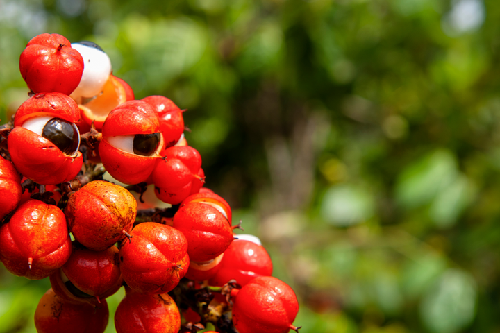 Qu'est-ce que le guarana