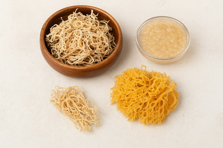 Sea Moss : vertus, utilisation et précautions de cette algue méconnue riche en minéraux