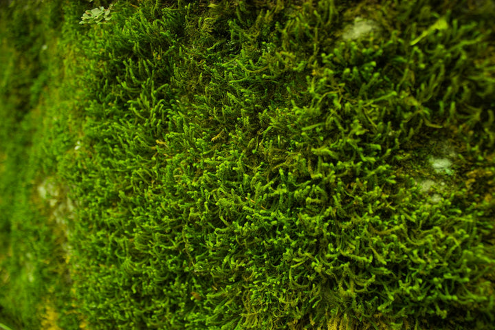 Sea moss  l’algue reminéralisante qui booste peau, immunité et énergie