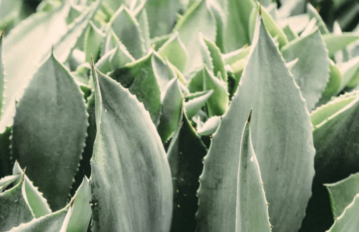 Aloe Vera Plante