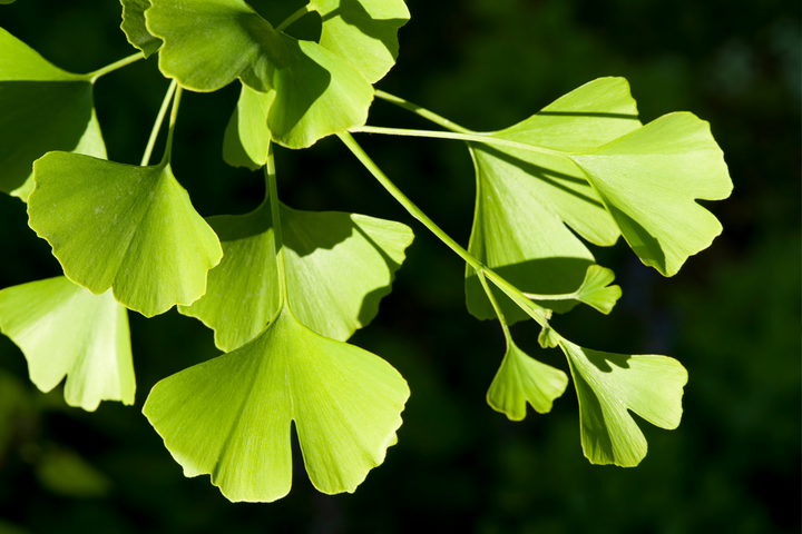 contre-indication ginkgo biloba