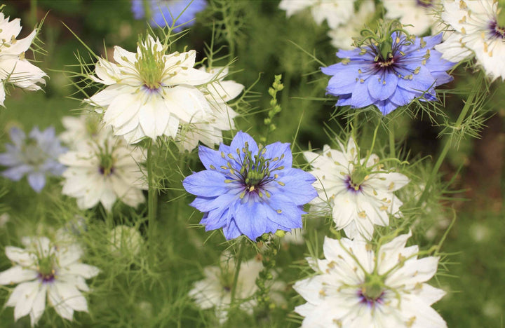 Les bienfaits insoupçonnés de l'huile de Nigelle sur l'acné