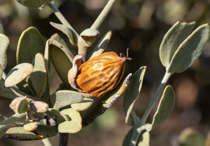Les propriétés uniques de l'huile de jojoba pour traiter l'acné