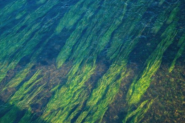 Quand la mer nous offre une solution contre l'acné : découvrez le pouvoir de l’algue