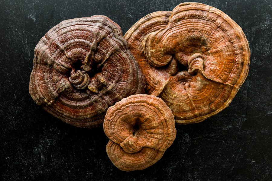 reishi bienfaits