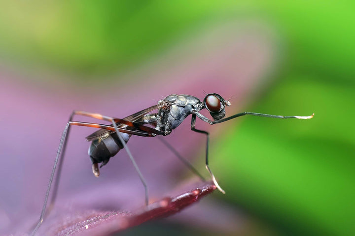 Stop aux piqures de moustiques qui grattent, 6 astuces naturelles