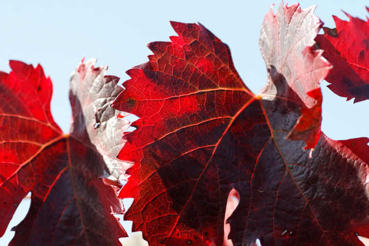 vigne rouge bienfaits